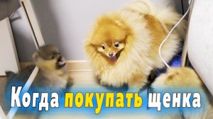 Щенкам шпица 61 день. В каком возрасте покупать щенка 2, 3, 7 месяцев. Не бесплатное Авито