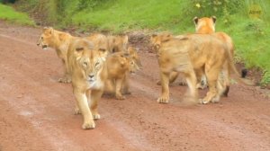 Попробуйте не зевнуть при просмотре этого видео || Невозможный челлендж