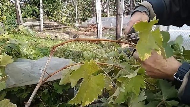 Обрезка винограда смотреть онлайн