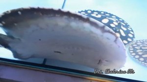 скАтоферма. Разведение скатов. В гостях у "Скаты домашнего разведения".