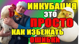 ИНКУБАЦИЯ - это просто. Как избежать ошибки в инкубации куриных яиц.