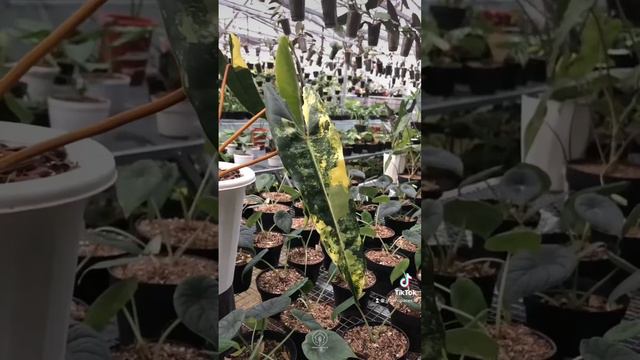 Is this Philodendron billietiae variegated plant your dream plant 🤔? look how beautiful it is 😍😍 смотреть онлайн