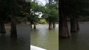 Кипарисовое озеро. Кипарисы в воде. Сукко. Красотища. 10.08.2021