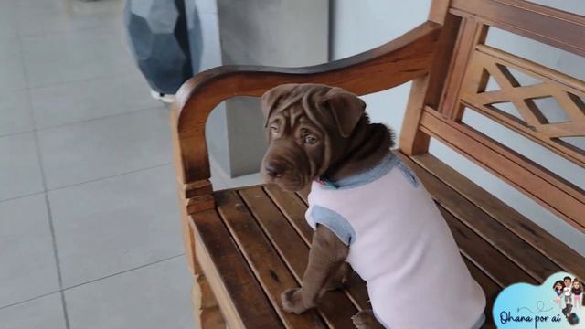 SHARPEI DOG - OHANA BABY #6 смотреть онлайн
