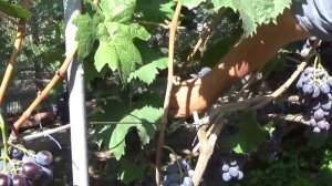 ОСНОВНЫЕ РАБОТЫ НА ВИНОГРАДНИКЕ В СЕНТЯБРЕ
