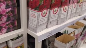 Выбираем розы в Леруа Мерлен. Мой выбор.