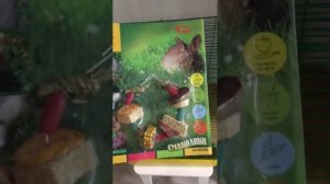 Корм и прикорм для шиншиллы. Чем кормить шиншиллу? How to feed chinchilla?