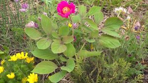 Про изысканную красоту видовых пионов в саду.