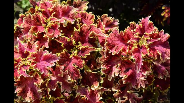 Coleus - the color of passion. Колеус - цвет страсти.