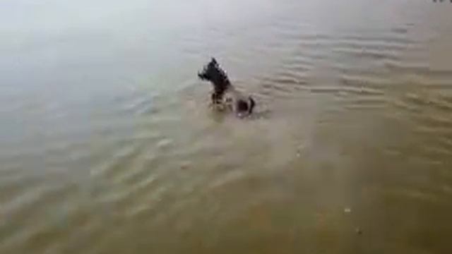 Американский стаффордширский терьер смотреть онлайн