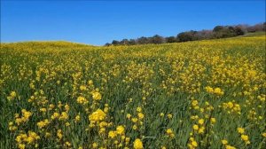 Тест PH мочи Лакмусовой бумагой после применения Соды. Щелочная моча.
