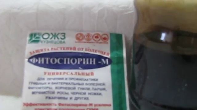 Полив фитоспорином под корень огурца