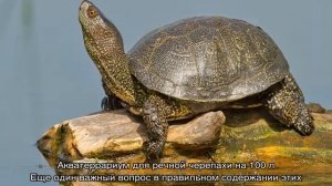 Водные черепахи — виды, описание, уход и места обитания