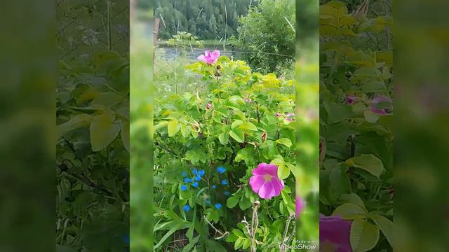 🌺 БЕЛЫЕ ПИОНЫ, ШИПОВНИК 🌺 28 ИЮНЯ 2024 г.🌺