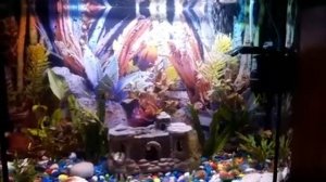 Аквариум 50 литров заселяется.