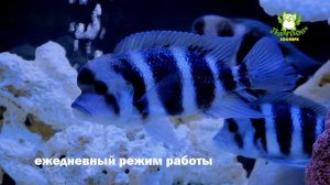 зоопарк Лимпопо