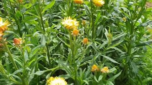 Гелихризум. Неприхотливый сухоцвет. Цветок без хлопот.