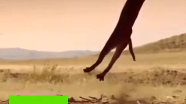 CARACAL CAT HUNTING A BIRD IN JUNGLE смотреть онлайн