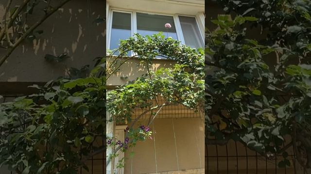 Clematis Etoile Violette смотреть онлайн