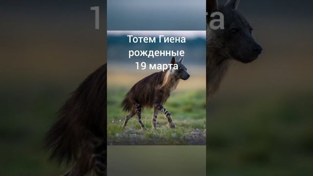 Тотем Гиена рождённые 19 марта смотреть онлайн