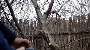 Прививка на вишню при помощи дрели  Часть девятая