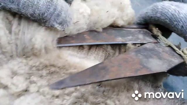Стрижка овец. Как правильно поймать и связать овцу.