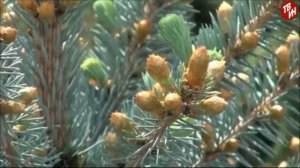 Обработка участка от энцефалитных клещей, "Доктор Клаус", инсектицид