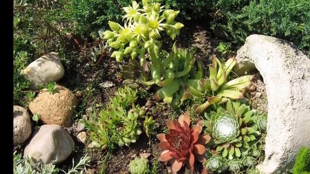 Простые идеи для сада Интересные идеи Фото смотреть онлайн