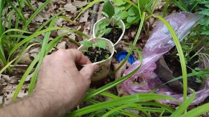 Сажаю помидоры в ...лесу!