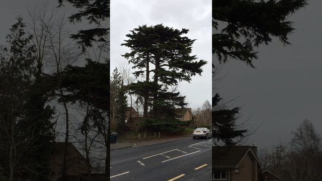 Deodar cedar (Cedrus deodara) - tree - December 2017