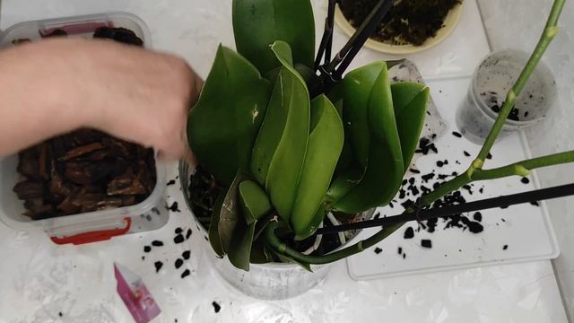 №356/ ПЕРЕВАЛКА ТРЁХ орхидей TORINO в стеклянную вазу смотреть онлайн