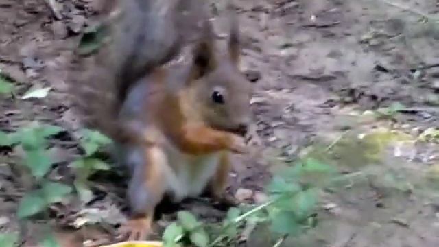 Да орешки всё грызёт! смотреть онлайн