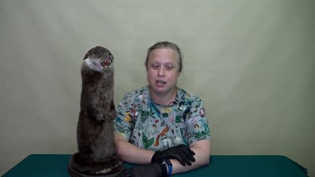 Догадливая выдра (алтайская сказка) смотреть онлайн