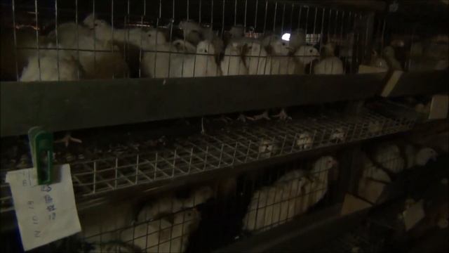 содержание Техасского перепела,линии с Чехии и Испании,в гостях у Наталии,Саратов смотреть онлайн