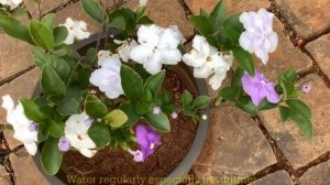 Yesterday Today Tomorrow Brunfelsia Beautiful fragrant flowers change colours Purple Lavender White