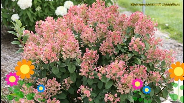 Гортензия метельчатая. Краткий обзор, описание характеристик hydrangea paniculata little quick fire смотреть онлайн
