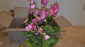 Цветение пеларгоний в СЕНТЯБРЕ. Распаковка ПОСЫЛОК с новыми черенками ???