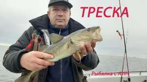 Треска Балтийского моря