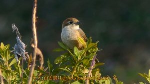 里山散歩　初めての出会い、マヒワ（訂正　カワラヒワ、若しくはオオカワラヒワ）がいました・ルリビタキなど　　2024. 1. 26.（4K）