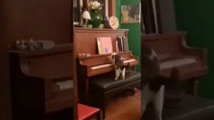 А ваши коты играют на пианино?