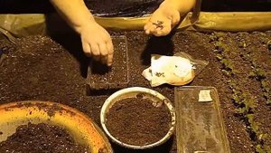 Декоративный мак (Papaver) посадка семян в подготовленную землю.