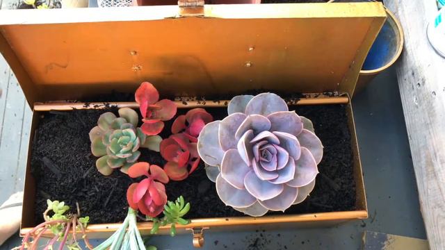 Tool Box Succulent Garden смотреть онлайн