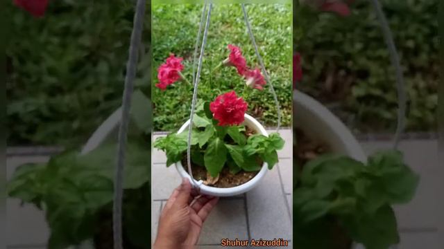 Rare Petunia Double Petal flower | Rare Petunia Double Cascade Flower