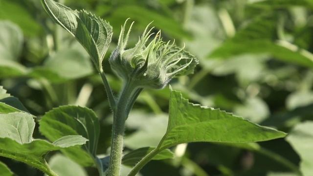 «Сельский порядок». Соколовка Корочанского района (29.07.2020) смотреть онлайн