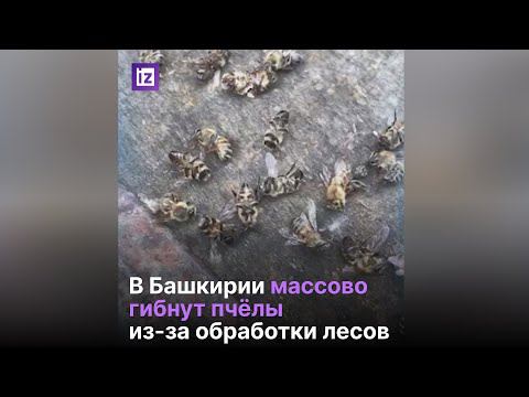 В Башкирии гибнут пчелы