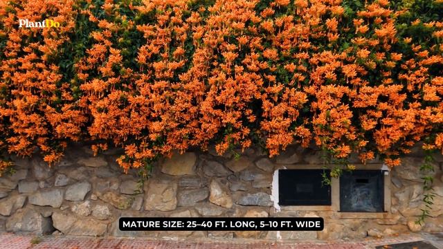 Late Spring and Summer Blooming Perennial Vines 🌸🌼 Spring Garden Ideas✨