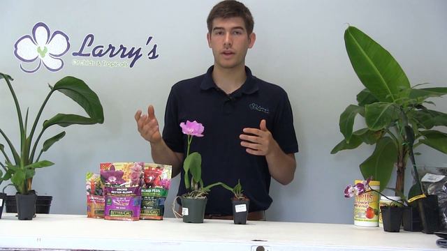 Cattleya Alliance Orchid Growing Guide смотреть онлайн