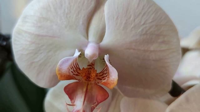 ТРИ ДОЛГОЦВЕТУЩИЕ ОРХИДЕИ С КАСКАДОМ И НА ДУГЕ! ЧУДЕСА, ТАЙНЫ И ЗАГАДКИ ЦВЕТЕНИЯ ОРХИДЕЙ В ЖАРУ! смотреть онлайн