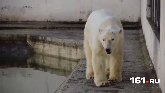 Всемирный день животных смотреть онлайн