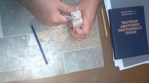 как сделать моляр из гипса